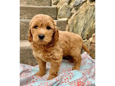 These playful, loving mini goldendoodle puppies are a cross between the golden retriever and the mini poodle. Precious mini golden doodle puppies in Philadelphia ...