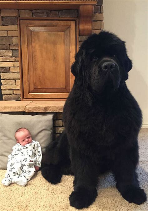 People Have Been Posting Photos Of Their Newfoundland Dogs And They Are