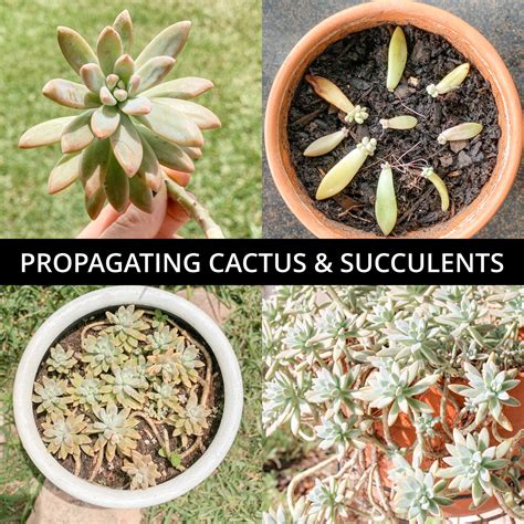 Tutorial On How To Propagate Succulents And Cactus Planting Succulents