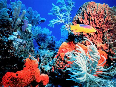 Start with this orbitz insider guide for our favorite things to do, best times to go and insider gems. Analysis of Reef Protection in the Florida Keys
