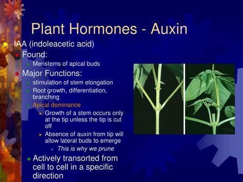 Ppt Plant Hormones Powerpoint Presentation Free Download Id4185246