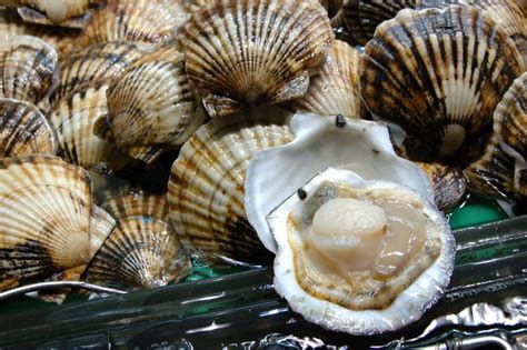 Noaa Announces New Molluscan Shellfish Health Certificate For Product