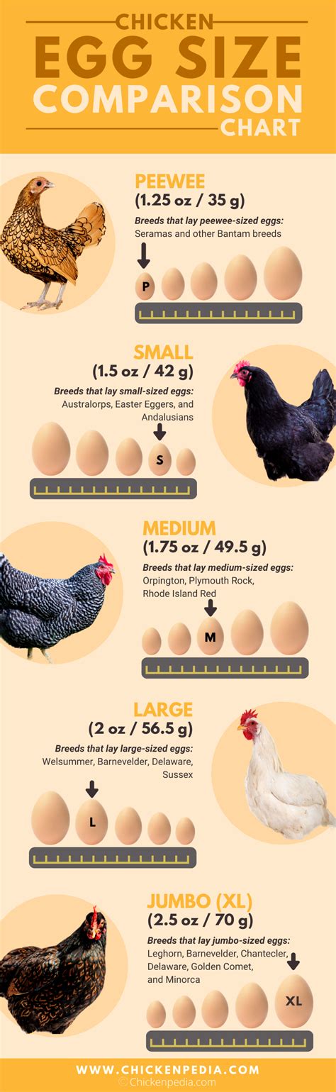 If You Want To Learn More Facts About Chicken Eggs Head Over To Our