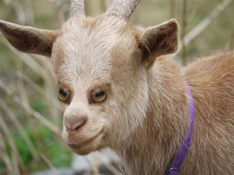 Goat Funny Animals Animals Funny Animal Pictures