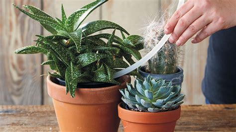 Easy Way To Water Succulents And Cacti Garden Gate