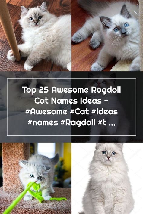 Top 25 Awesome Ragdoll Cat Names Ideas Awesome Cat Ideas Names