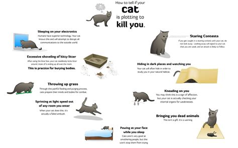 How To Tell If Your Cat Is Plotting To Kill You By Rjace1014 On Deviantart
