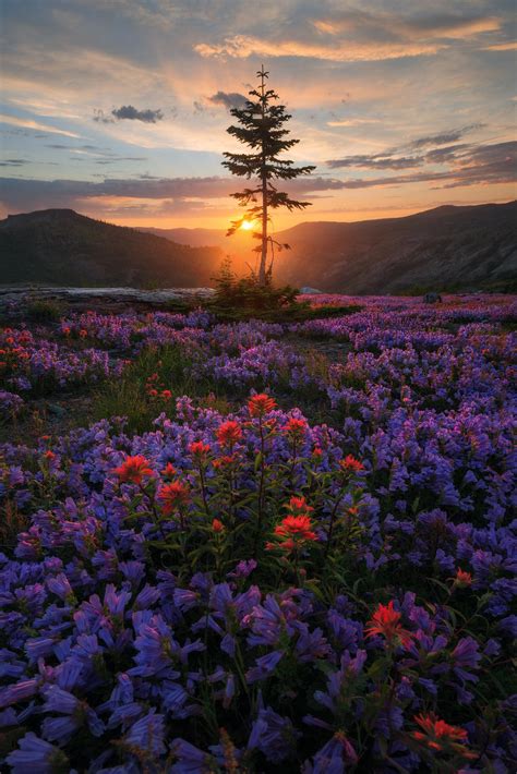 A Meadow Of Flowers Growing In The Eruption Area On Mt St Helens Usa