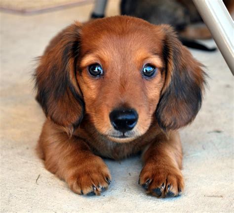 Pin By Juf Jolande On Teckels Cutest Small Dog Breeds Dachshund Pets