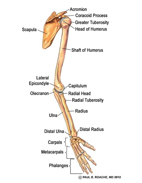 Arm Anatomy Labeled Bone