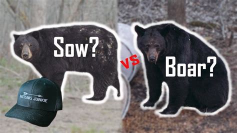 Sow Vs Boar Black Bear Gender Identification Made Easymanitoba