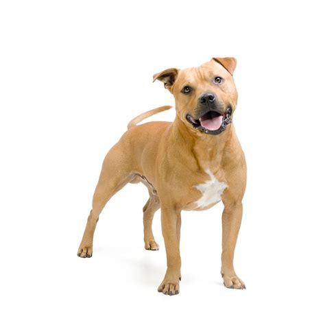 They're large, but that doesn't keep an amstaff from trying to climb into your lap. Staffordshire Bull Terrier Dog Breed Profile