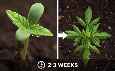 Weed Plant Stages