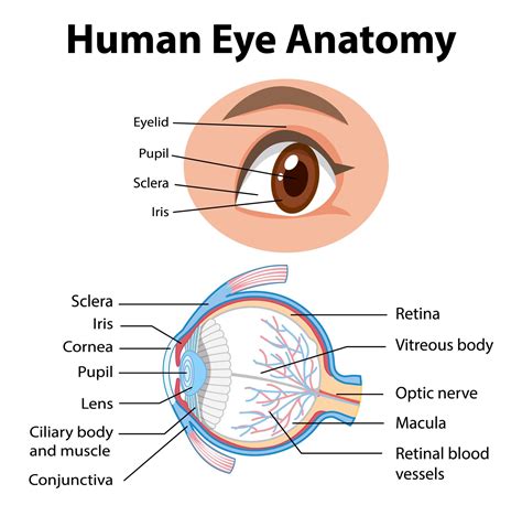 Diagram Of Human Eye Anatomy With Label 1783903 Vector Art At Vecteezy
