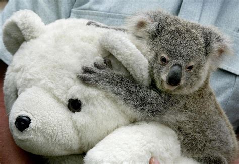 Orphaned Koalas Rescued From Australias Bushfires Hug Teddy Bears For