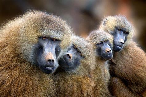 Baboons That Live Together In Tight Knit Groups Have Similar ‘accents