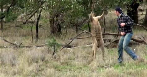 Kangaroo Punch  Nfl Man Punches Kangaroo Viral Vid Inspires My Xxx