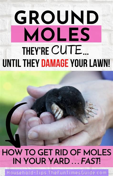 How To Get Rid Of Ground Moles In The Garden Home Remedies For Moles