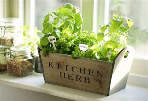 Kitchen Garden Herb Window Sill Box Planter Seeds Wooden Trough Indoor