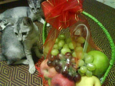 Sebakul buah lukisan buah buahan tempatan dalam bakul bagikan contoh. Siti R: Sebakul Buah-buahan, Bakul-bakul Kebanggaan Sudah ...