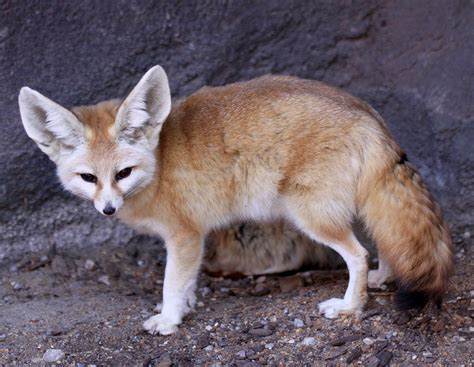 Fennec Fox Wikipedia