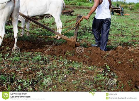 Farming And Ploughing Field With Oxen Stock Photo Image Of Indonesia