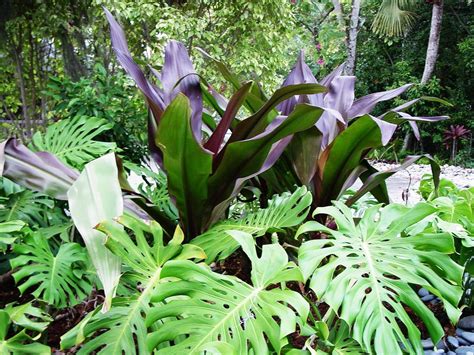 Monstera Philodendrons A Monster Hit In Sarasota Landscapes Artistree