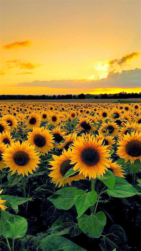 Field Of Sunflowers Wallpaper Wallpapersafari