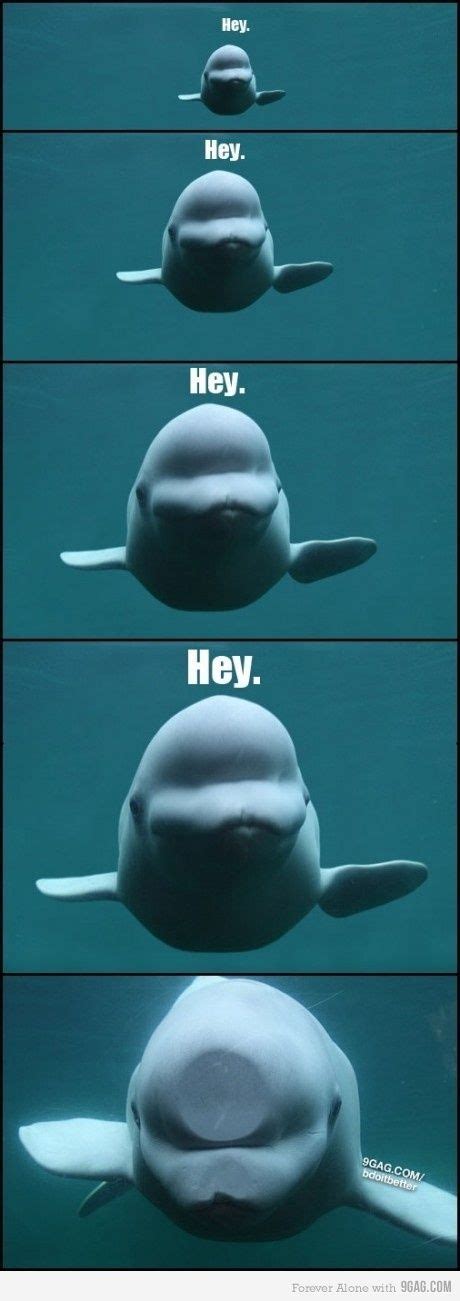 Beluga Whale Hey With Images Funny Animals Funny Animal Memes