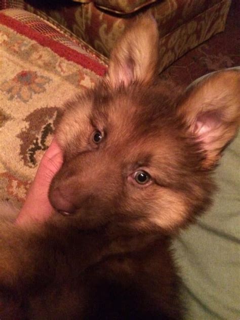 German Shepherd Dog Forums Itchy Puppy