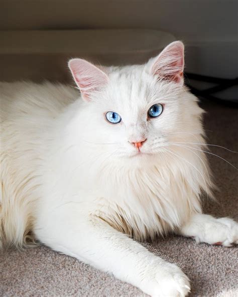 VÍdeo 10 Raças De Gatos Com Olhos Azuis