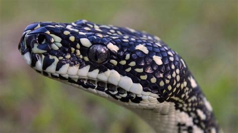 Python Covered With More Than 500 Ticks Rescued In Australia Swimming