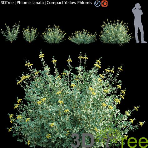 Digitalis lanata, the plant harvested in brazil is the industrial source of digoxin and lanatoside c, used in the treatment of congestive heart failure. 3D model Phlomis lanata - Compact Yellow Phlomis