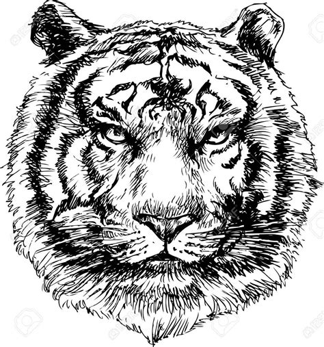 Vector Tiger Head Hand Drawn How To Draw Hands Lion Artwork
