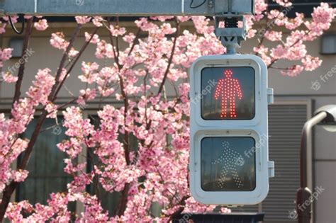 Red Traffic Light With Full Blooming Japanese Sakura
