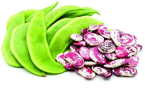 Christmas Lima Shelling Beans Complete Information Including Health