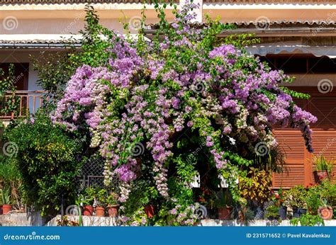 Beautiful Blooming Bush Of Pink Flowers Greece Stock Photo Image Of