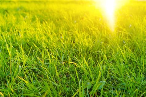 Premium Photo Grass Fresh Green Spring Grass Closeup With Sun Rays