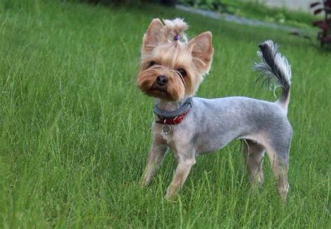 Shaved Yorkshire Terrier Anything Terrier