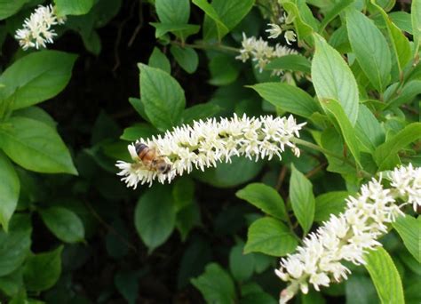 Native Shrubs For Fall Color And Wildlife Benefits The National