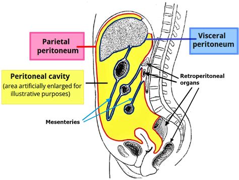 Pneumoperitoneum Definition Causes Symptoms Diagnosis And Treatment