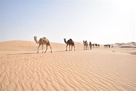 Your camel shadows desert stock images are ready. Abu Dhabi Desert Safaris • Cheap Desert Safari Deals 2020