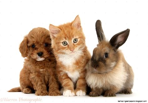 We breed gorgeous teddy bear cute toy puppy pomeranians, pomtzu's and scottish fold kittens. Cute Kittens And Puppies And Bunnies | Amazing Wallpapers