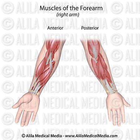 Published august 18, 2017 at 800 × 587 in arm muscle diagrams. Alila Medical Media | Forearm muscles both sides unlabeled ...
