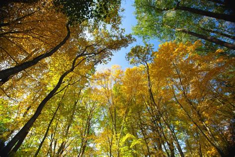 Sky View Through The Trees Of A Forest In Autumn Stock Image Image Of