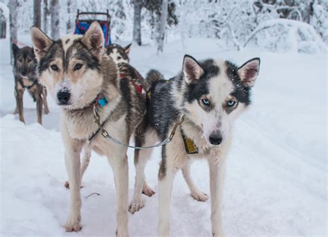 Dog Sledding In Sweden With A Sense Of Wonder And All 10 Toes Los