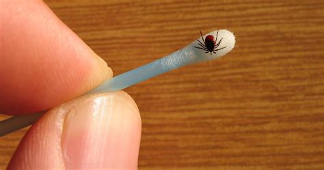 TICK BITE DEATH: Upstate NY man dies from rare tick-borne virus