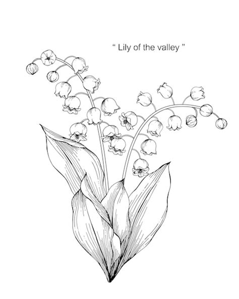 Premium Vector Lily Of The Valley Flower Drawing Illustration