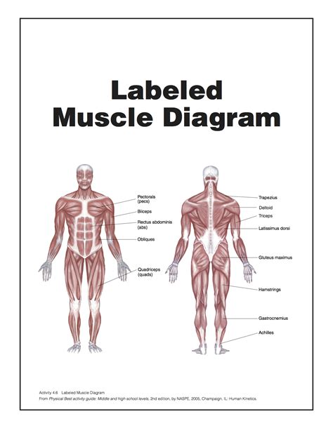 Posterior full body muscular system diagram. Muscle Diagram | You Can Do More!