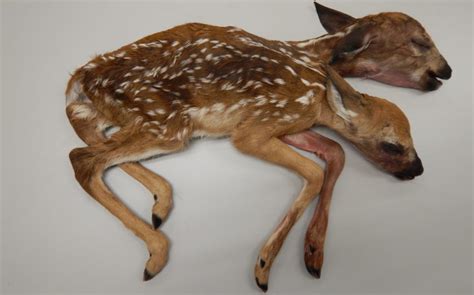 Two Headed Deer Found Dead In Minnesota Woods Live Science